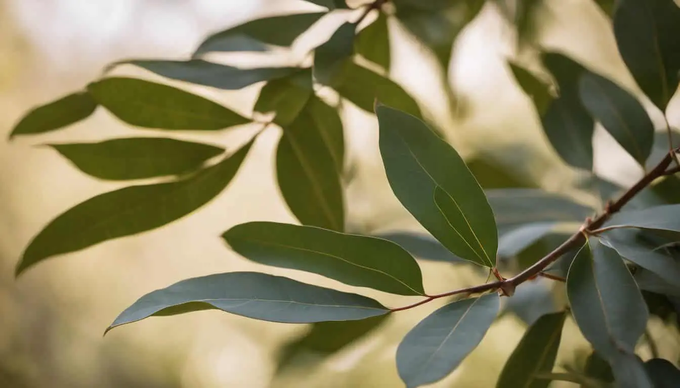is eucalyptus oil good for skin discover the benefits and uses 1