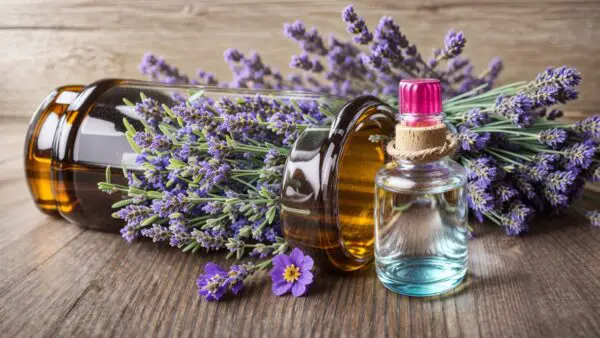 the benefits of lavender essential oil